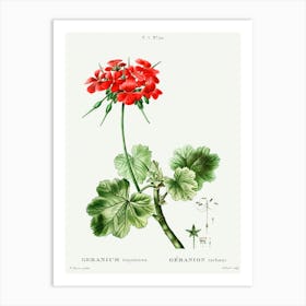 Scarlet Geranium, Pierre Joseph Redoute Art Print