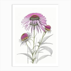 Echinacea Floral Quentin Blake Inspired Illustration 4 Flower Art Print