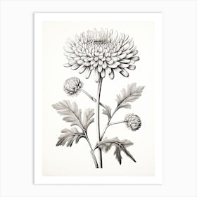 Chrysanthemums Flower Vintage Botanical 3 Art Print