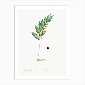 Angular Solomon S Seal, Pierre Joseph Redoute Art Print