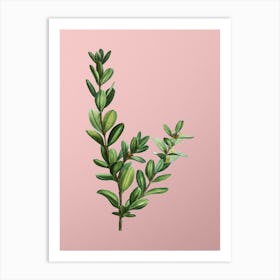 Vintage Buxus Colchica Bush Botanical on Soft Pink n.0676 Art Print