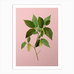 Vintage American Hophornbeam Botanical on Soft Pink n.0462 Art Print