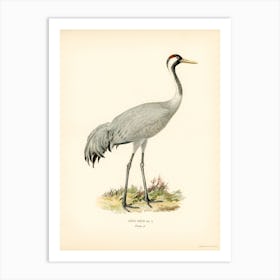 Sandhill Crane 1 Art Print