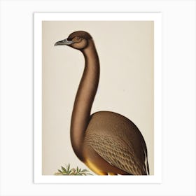 Emu James Audubon Vintage Style Bird Art Print