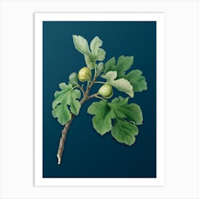 Vintage Fig Botanical Art on Teal Blue 3 Art Print