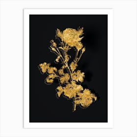 Vintage Celery Leaved Cabbage Rose Botanical in Gold on Black n.0067 Art Print