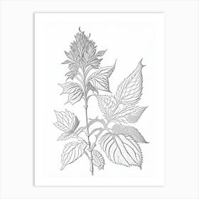 Bergamot Herb William Morris Inspired Line Drawing 1 Art Print