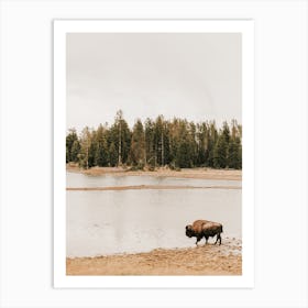 Bison Near Lake Art Print