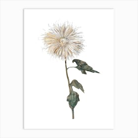 Chrysanthemum Sticker, Flower Illustration, Transparent Background 1 Art Print