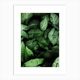 Green Leaves 2 Art Print