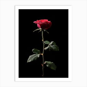 Single Red Rose Isolated On Black Background 2 Art Print