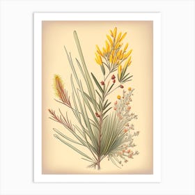 Ephedra Spices And Herbs Retro Drawing 2 Art Print