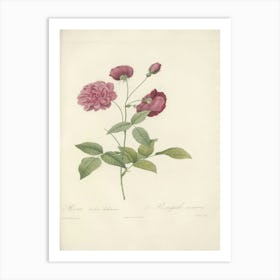 Rose Illustration, Pierre Joseph Redoute (44) Art Print