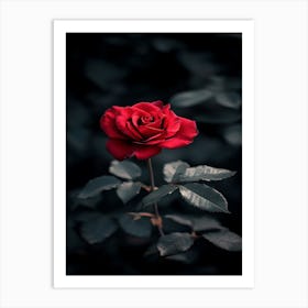 Dark Rose 69 Art Print