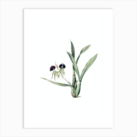 Vintage Clamshell Orchid Botanical Illustration on Pure White n.0275 Art Print