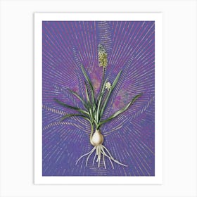 Vintage Muscari Ambrosiacum Botanical Illustration on Veri Peri Art Print