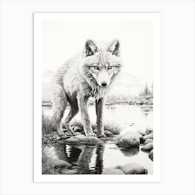 Arctic Fox Reflection Pencil Drawing 1 Art Print
