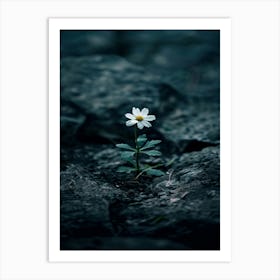 Single Daisy 2 Art Print