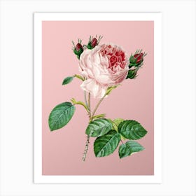 Vintage Centifolia Roses Botanical on Soft Pink n.0801 Art Print