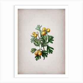 Vintage Aronia Thorn Flower Botanical on Parchment n.0085 Art Print
