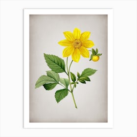 Vintage Dahlia Simplex Botanical on Parchment n.0542 Art Print