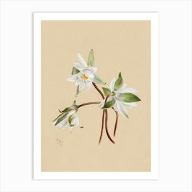 Vintage Botanical Mary Vaux Walcott _2732430 Art Print