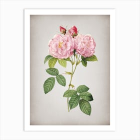 Vintage Italian Damask Rose Botanical on Parchment n.0625 Art Print