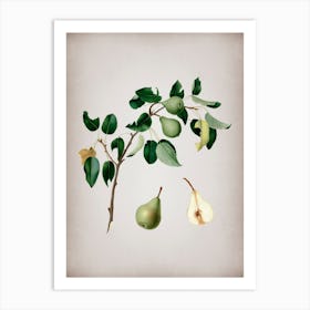 Vintage Pear Botanical on Parchment n.0696 Art Print