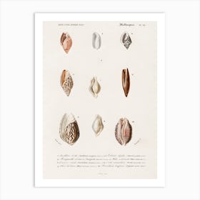 Different Types Of Mollusks, Charles Dessalines D'Orbigny 5 Art Print