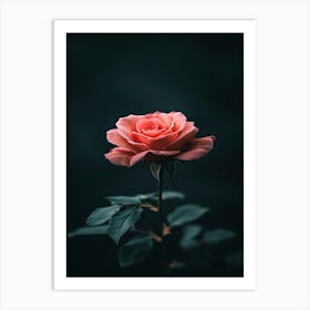 Pink Rose On Dark Background 1 Art Print