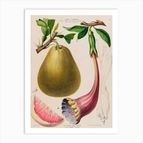 Pears And Grapefruit Art Print