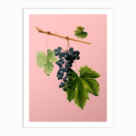 Vintage Grape Colorino Botanical on Soft Pink n.0364 Art Print