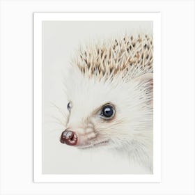 Hedgehog 1 Art Print