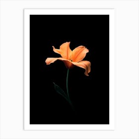 Orange Tulip 1 Art Print