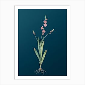 Vintage Ixia Scillaris Botanical Art on Teal Blue n.0782 Art Print