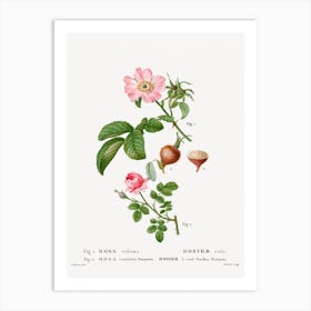 Apple Rose And Provence Rose, Pierre Joseph Redoute Art Print