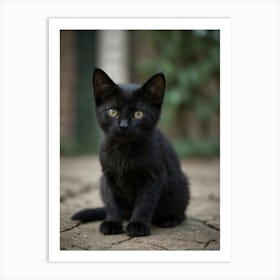 Black Kitten 1 Art Print