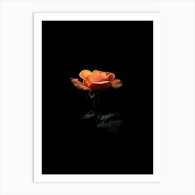 Orange Rose On Black Background Art Print