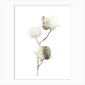 Cotton Flower Art Print