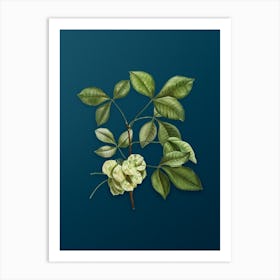 Vintage Common Hoptree Botanical Art on Teal Blue Art Print