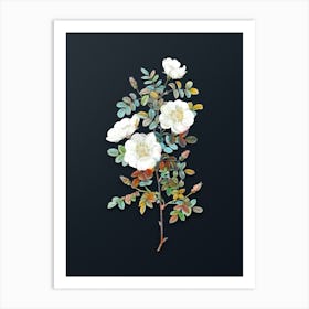 Vintage White Burnet Roses Botanical Watercolor Illustration on Dark Teal Blue Art Print