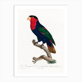 The Black Capped Lory Natural History Of Parrots, Francois Levaillant Art Print