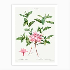 Azalea, Pierre Joseph Redoute Art Print