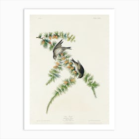Pine Finch, Birds Of America, John James Audubon Art Print