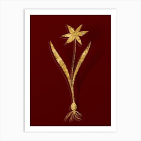 Vintage Tulipa Celsiana Botanical in Gold on Red n.0112 Art Print
