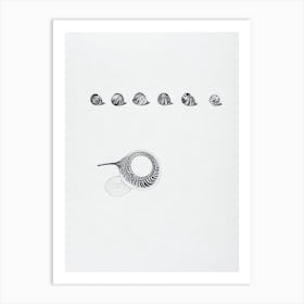 Sea Snails Black & White Drawing Art Print