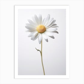 Pressed Flower Botanical Art Oxeye Daisy Art Print