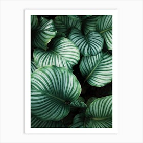 Green Leaves Background Art Print