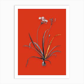 Vintage Allium Fragrans Black and White Gold Leaf Floral Art on Tomato Red n.0116 Art Print