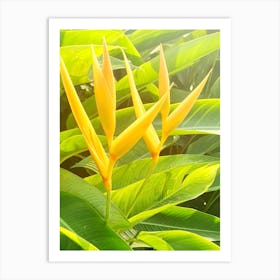 Bird Of Paradise Art Print